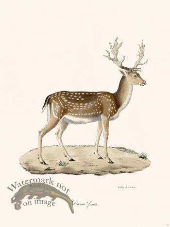 Cuvier 017 Wild Buckskin